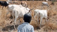 Stádo krav v Súdánu